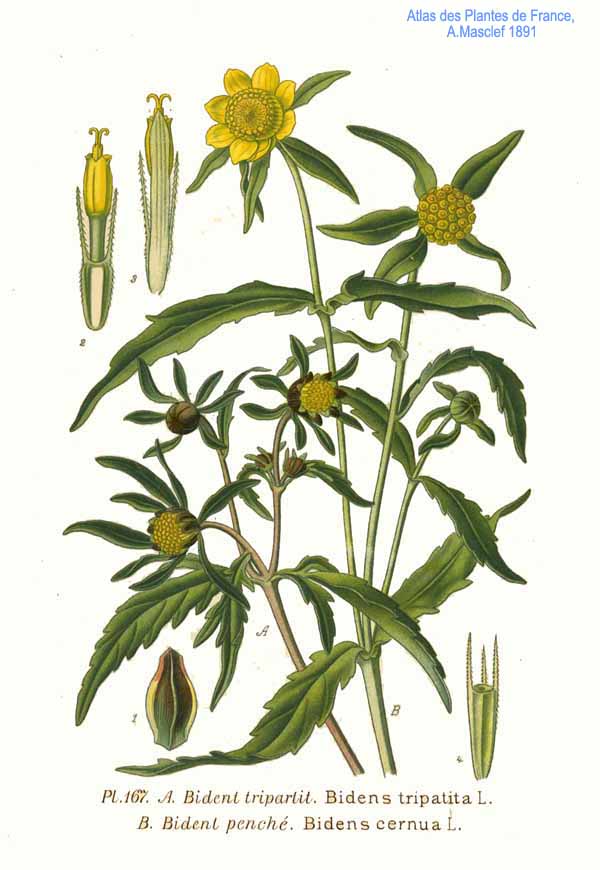 Uczep rózgowaty kwitnienie