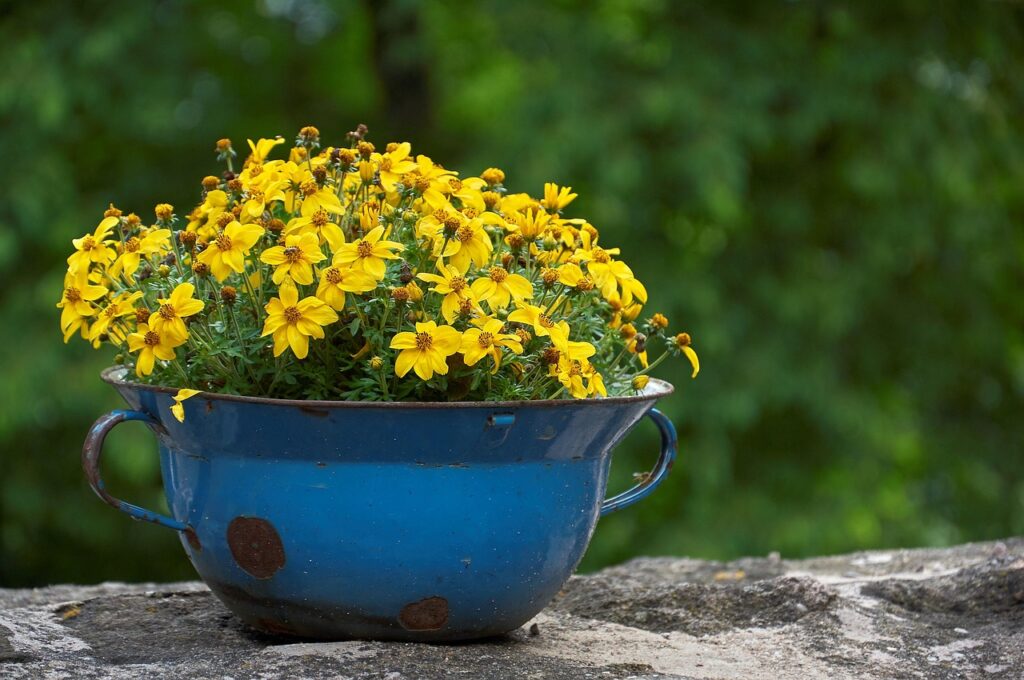 Bidens – ozdobna bylina, która podbije każdą rabatę i balkon bidens