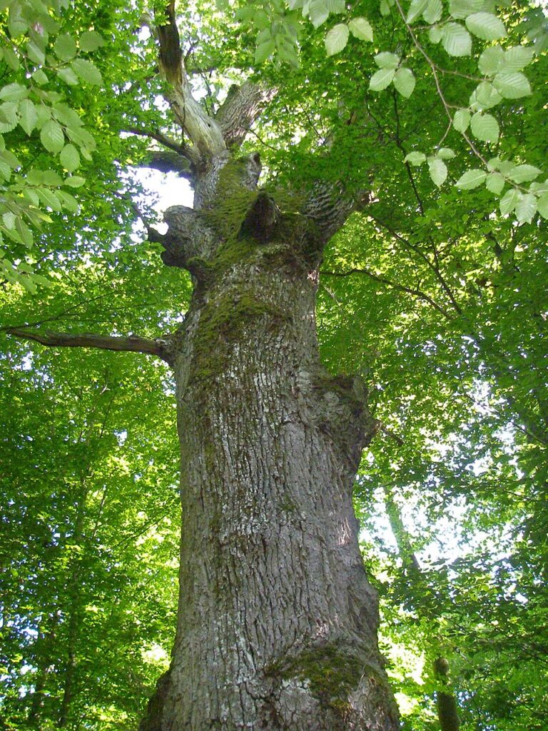 dąb bezszypułkowy liście