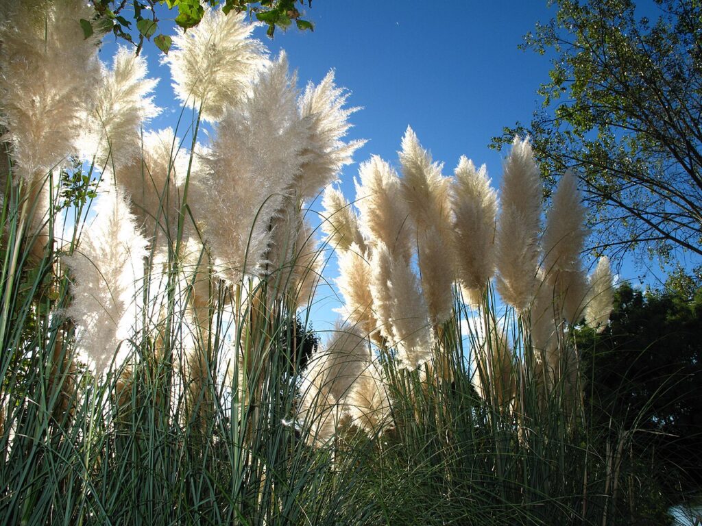 Trawy pampasowe – ozdoba ogrodu, uprawa i zastosowanie Trawy pampasowe