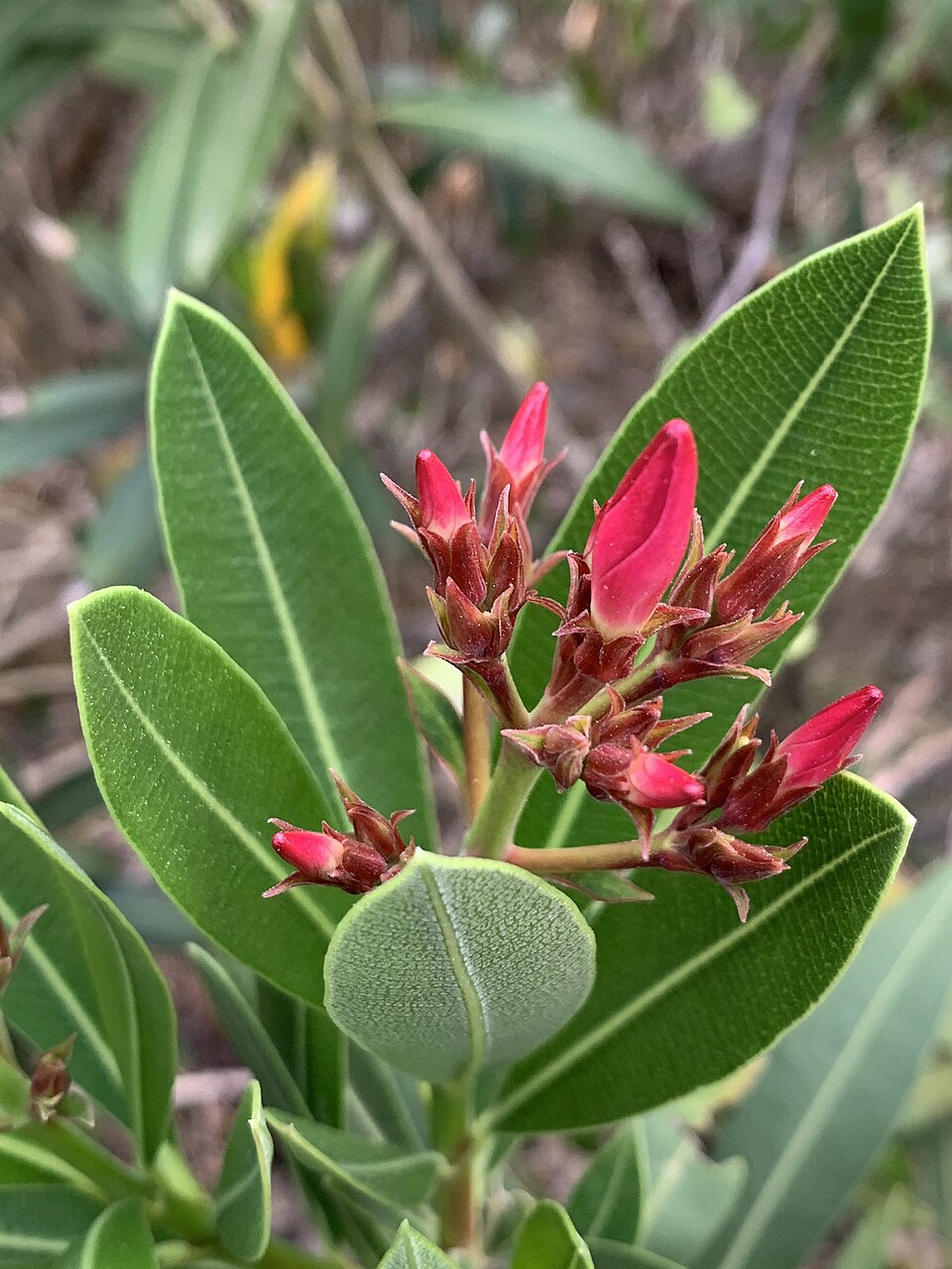 Oleander Nerium oleander