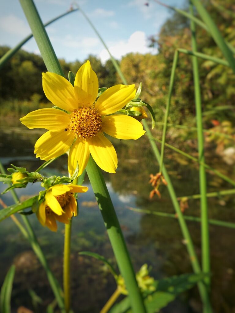 Uczep rózgowaty wymagania