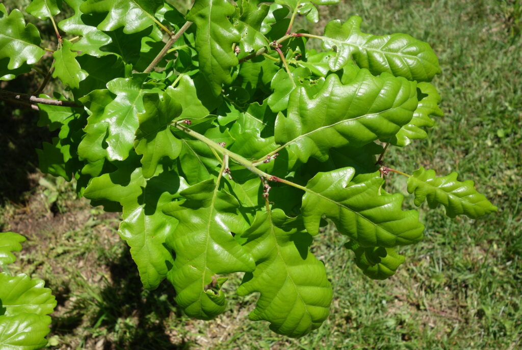 dąb bezszypułkowy kora