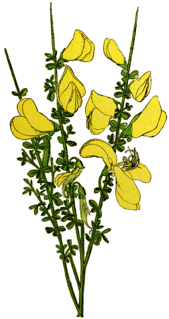 Żarnowce i szczodrzeńce