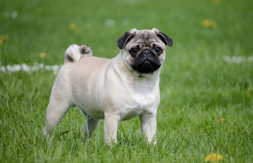 pug, pet, animal, meadow, dog