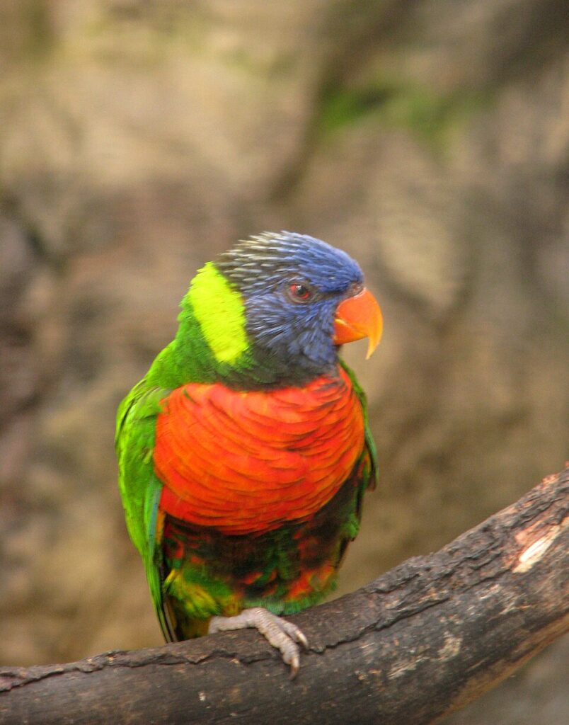 Lorys – barwny ptak o niezwykłej osobowości i wyjątkowych potrzebach lorys